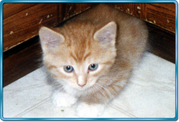Kelson under cabinet
