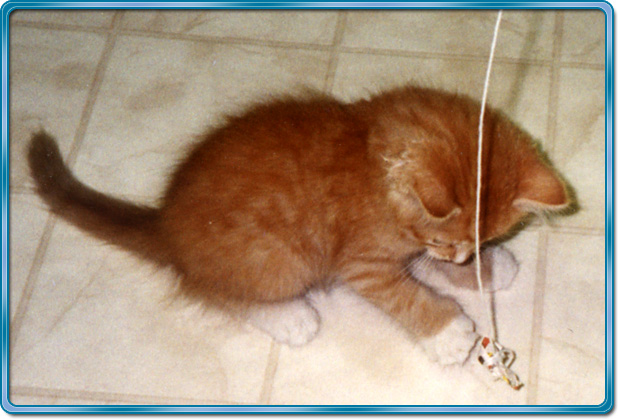 Kelson with string