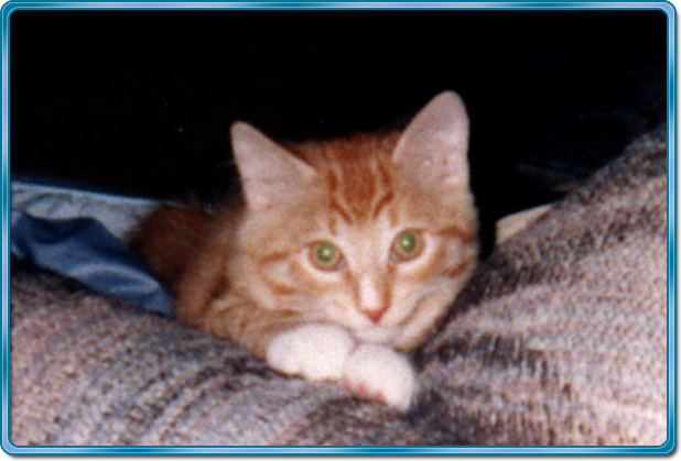 Kelson under pillows