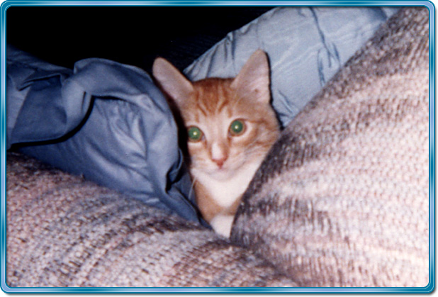 Kelson under pillows