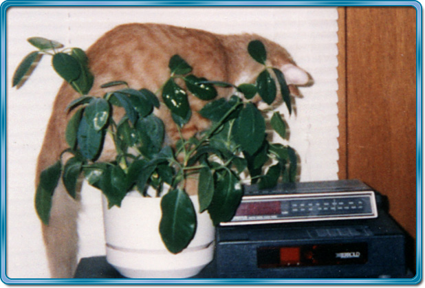 Kelson in plant