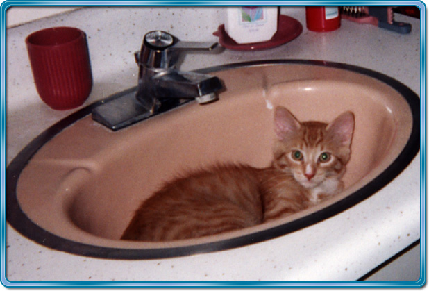 Kelson in sink