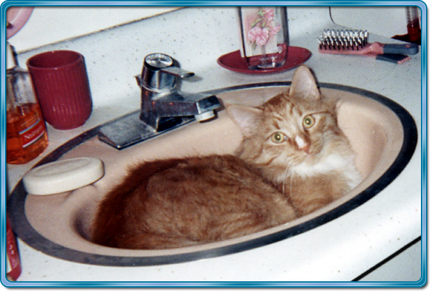 Kelson in sink