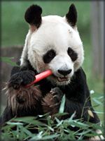 [Panda]